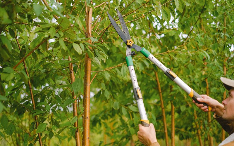 Tree trimming in Maple Springs, NY