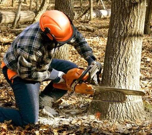 Tree Removal in Maple Springs, NY
